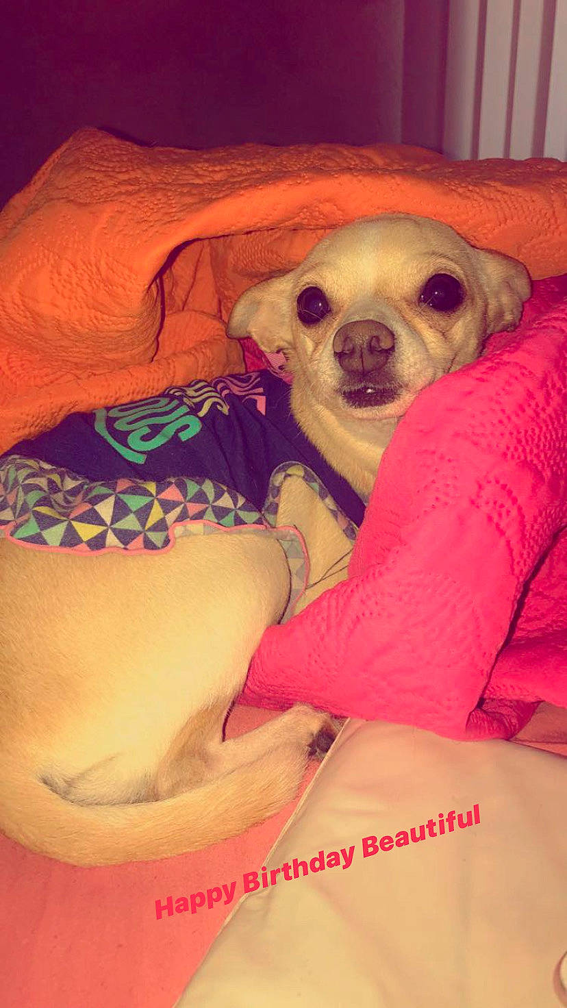 Taylor Dior Larrieu joined the competition — help win amazing prizes! canidae, carnivore, chihuahua, companion_dog, dog, dog_breed, ear, eye, fawn, head, mammal, mouth, nose, pink, puppy, puppy_love, snout, sporting_group, toy_dog