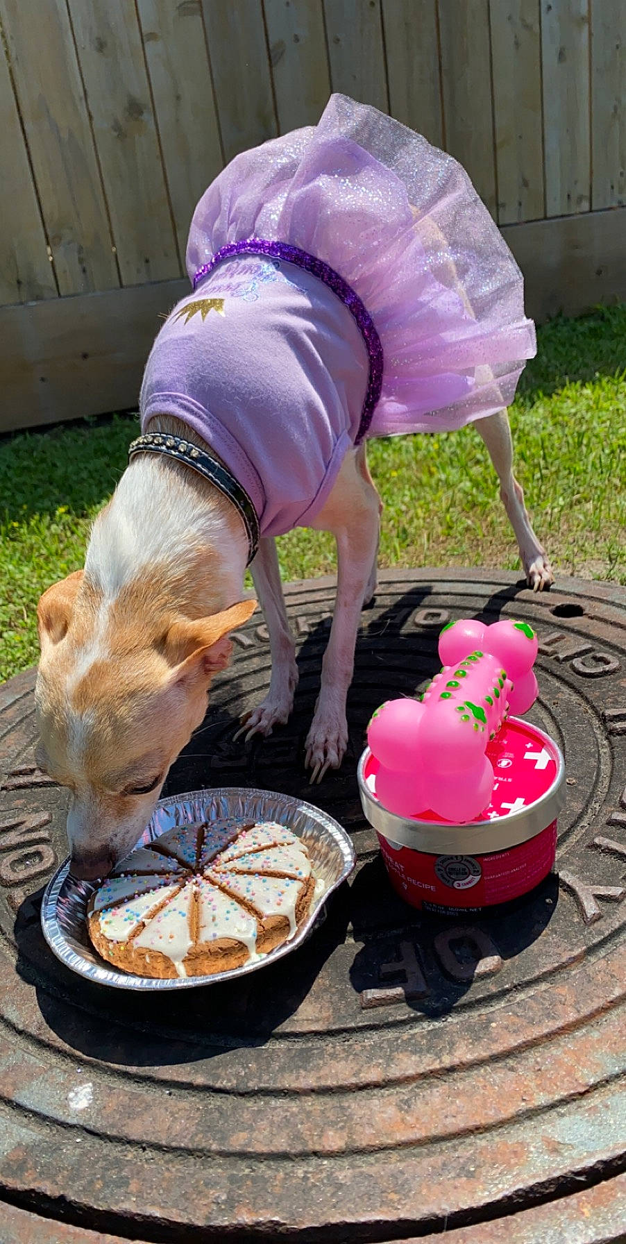 Taylor Dior Larrieu is registered to the contest to win money with this photo: canidae, companion_dog, dog, fawn, sporting_group