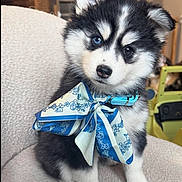 Alaska a rejoint le concours — aidez-le/la à gagner de superbes lots ! puppy, dog, blue_eyes, fluffy_fur, black_and_white, bow, collar, sitting, paws, close_up, adorable, indoor, sofa, staircase, home_interior, pet_accessory, nose, ears, whiskers, portrait