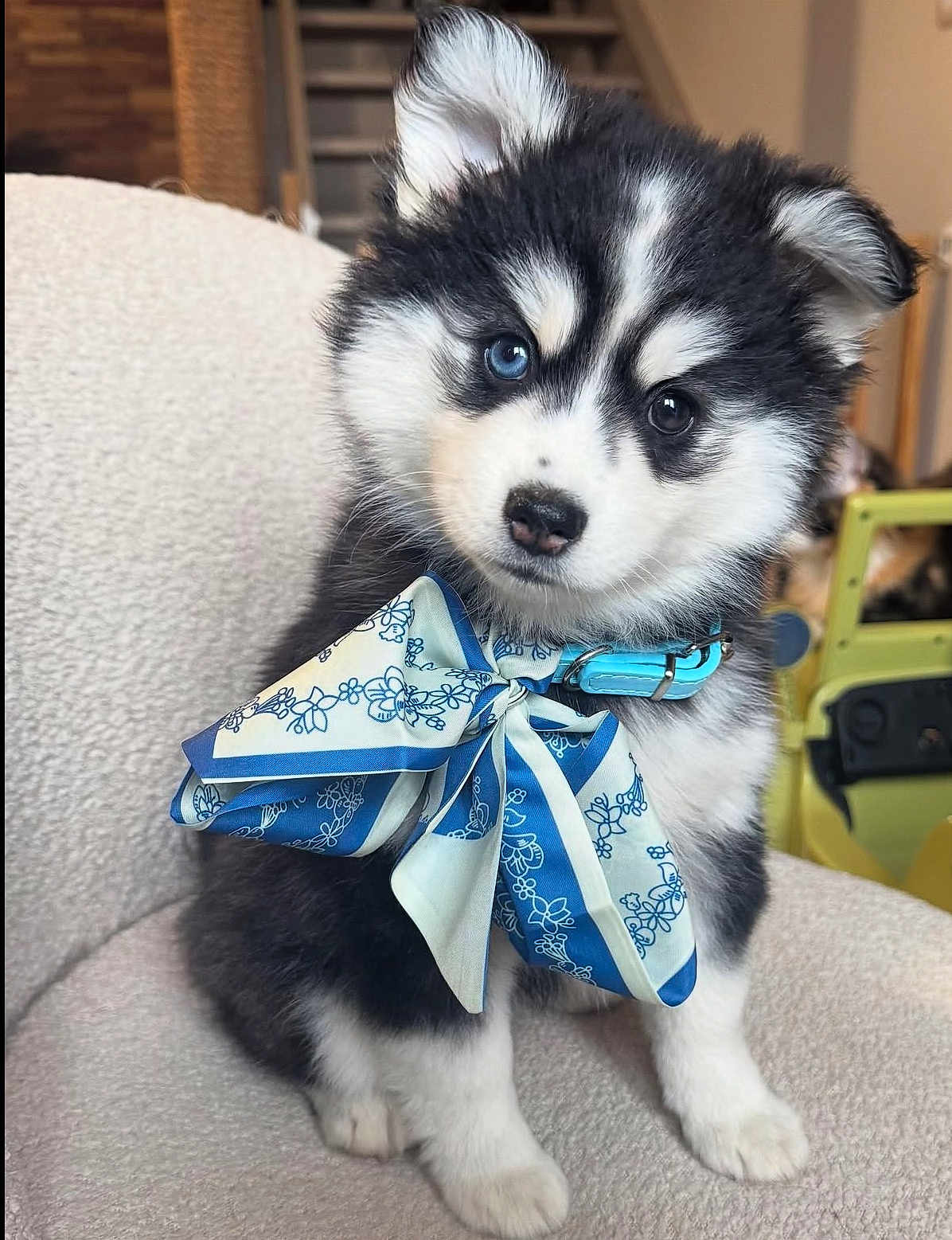 Alaska a rejoint le concours — aidez-le/la à gagner de superbes lots ! puppy, dog, blue_eyes, fluffy_fur, black_and_white, bow, collar, sitting, paws, close_up, adorable, indoor, sofa, staircase, home_interior, pet_accessory, nose, ears, whiskers, portrait