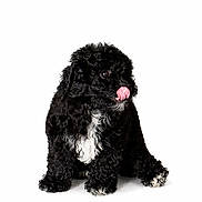 Naky is registered to the contest to win money with this photo: puppy, dog, black_dog, white_patch, curly_fur, sitting, tongue_out, cute, pet, animal, studio_shot, isolated, adorable, small_dog, fluffy, young_dog, playful, white_background, domestic_animal, fur