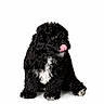 puppy, dog, black_dog, white_patch, curly_fur, sitting, tongue_out, cute, pet, animal, studio_shot, isolated, adorable, small_dog, fluffy, young_dog, playful, white_background, domestic_animal, fur
