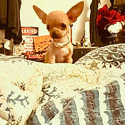 Shorty joined the competition — help win amazing prizes! alert, animal, bedroom, blanket, chihuahua, clothes, cozy, curious, cute, dog, ears, furniture, home, indoor, patterned_blanket, pet, puppy, small_dog, toy, warning_sign