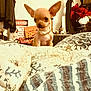 alert, animal, bedroom, blanket, chihuahua, clothes, cozy, curious, cute, dog, ears, furniture, home, indoor, patterned_blanket, pet, puppy, small_dog, toy, warning_sign