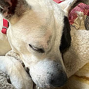 May joined the competition — help win amazing prizes! animal, black_patch, blanket, canine, close_up, companion, cozy, cute, dog, domestic_animal, ears, fur, indoor, nose, paw, pet, relaxation, resting, sleeping, white_dog