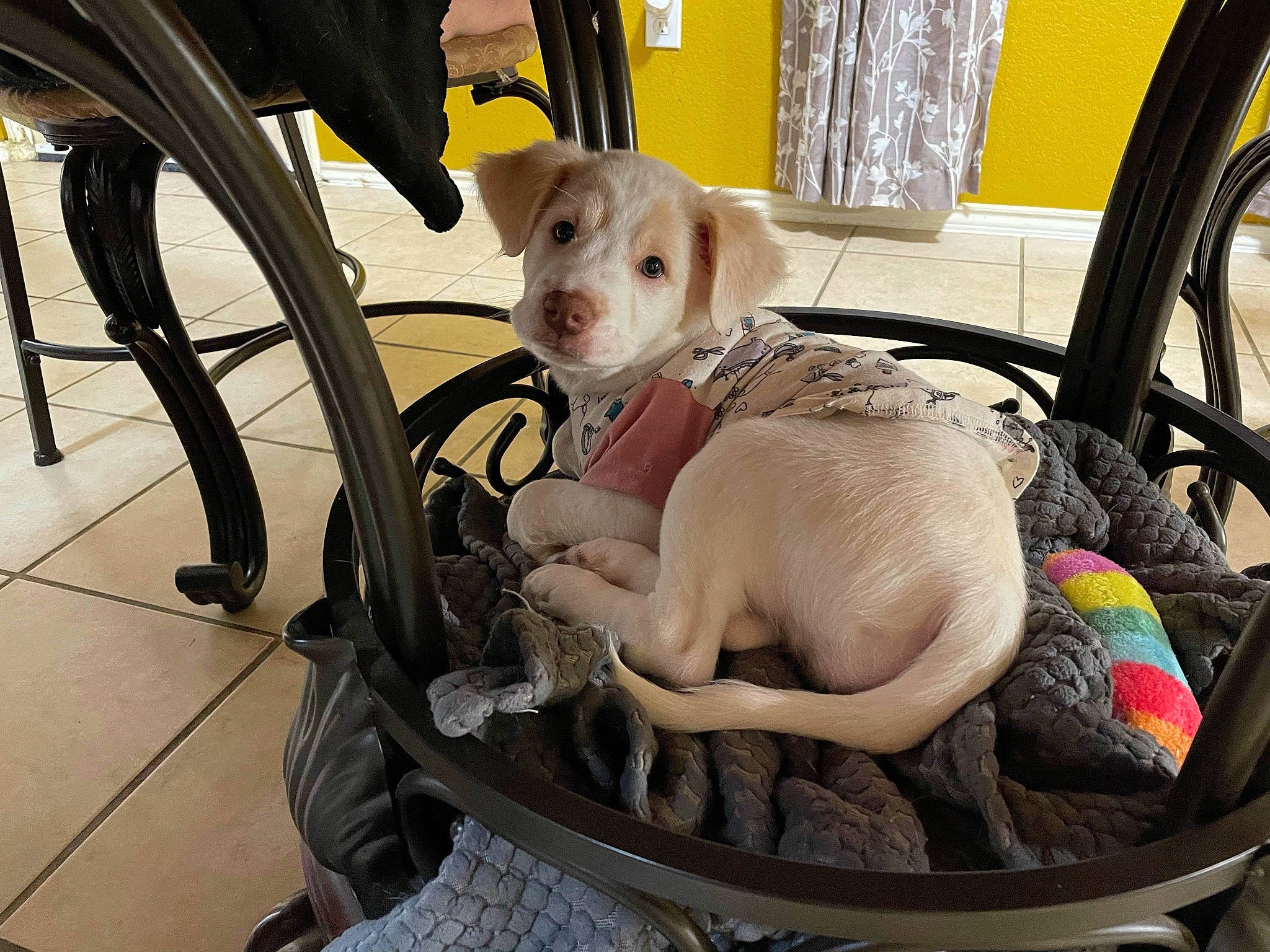 Coco joined the competition — help win amazing prizes! bicycle_accessory, bicycle_part, bicycle_tire, bicycle_wheel, bicycle_wheel_rim, canidae, carnivore, companion_dog, dog, dog_breed, fawn, fender, pet_supply, product, puppy, rim, spoke, toy_dog, vertebrate, working_animal