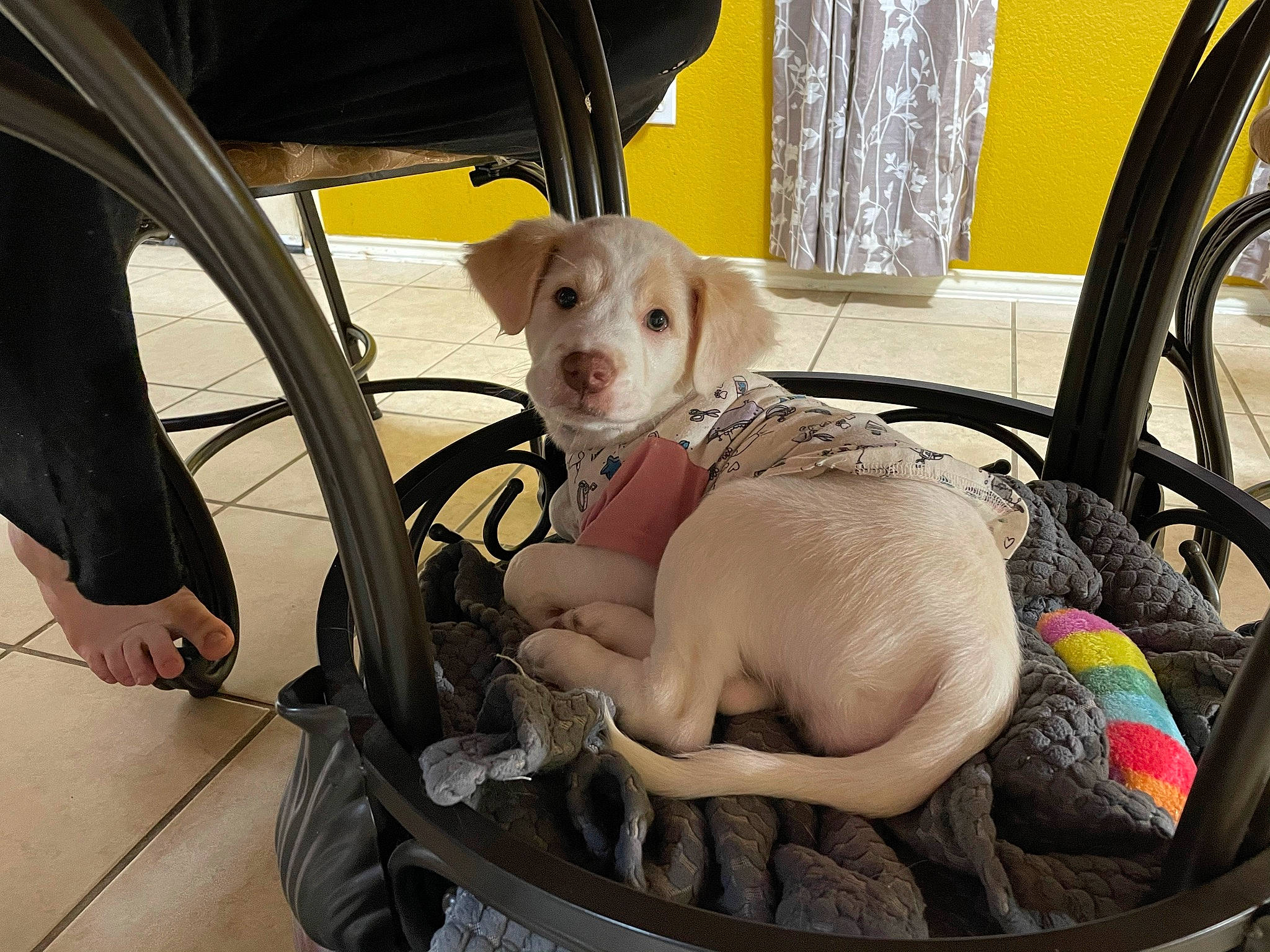 Coco joined the competition — help win amazing prizes! auto_part, automotive_tire, bicycle_accessory, bicycle_tire, bicycle_wheel, bicycle_wheel_rim, canidae, carnivore, comfort, companion_dog, dog, dog_breed, dog_supply, fender, pet_supply, rim, spoke, sporting_group, synthetic_rubber, vertebrate