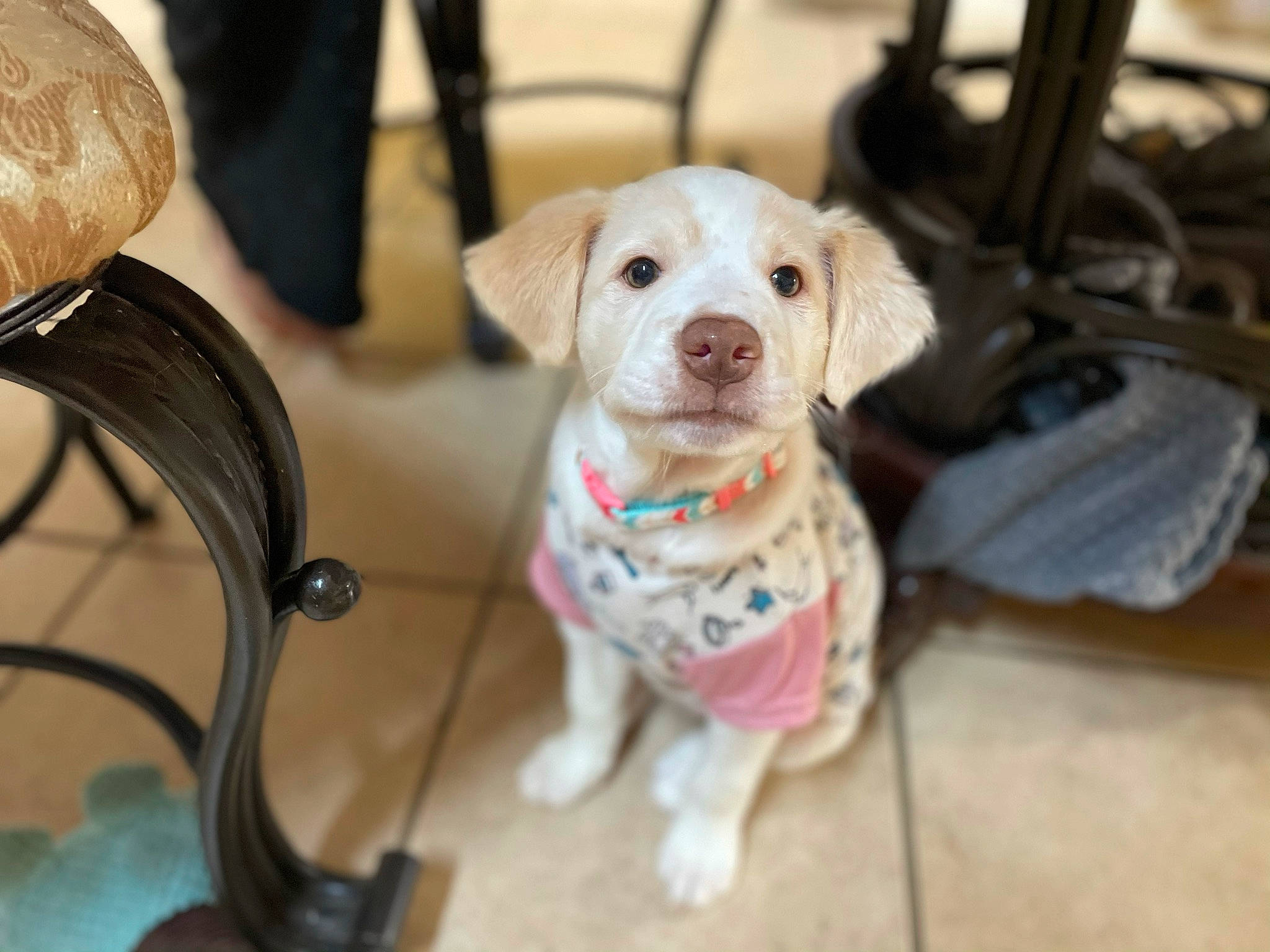 Coco is registered to the contest to win money with this photo: canidae, carnivore, collar, companion_dog, dog, dog_breed, dog_collar, dog_supply, fawn, floor, home_accessories, leash, pet_supply, snout, sporting_group, toy_dog, working_animal, working_dog