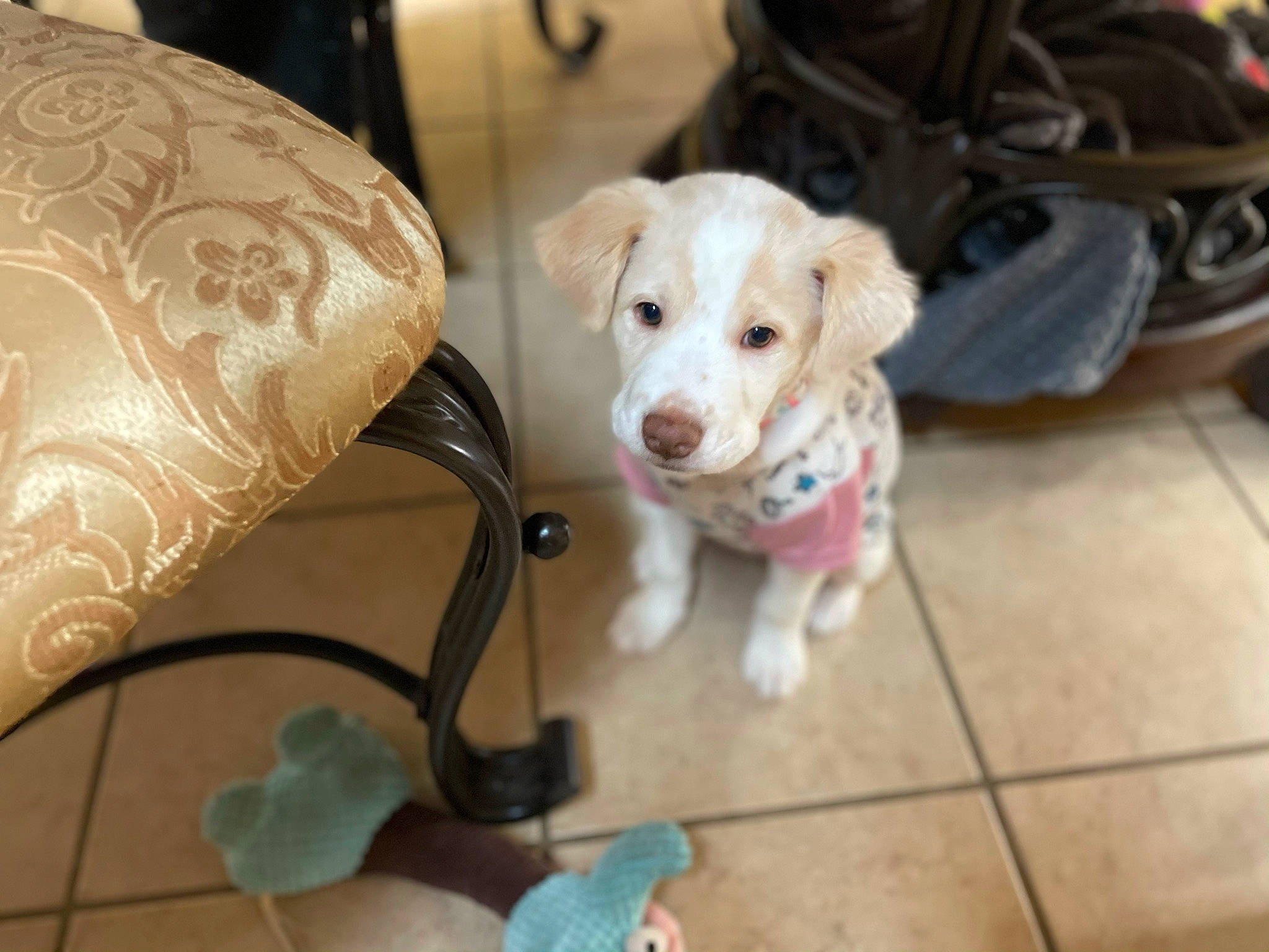 Coco joined the competition — help win amazing prizes! backpack, canidae, carnivore, companion_dog, dog, dog_breed, dog_supply, floor, flooring, home_accessories, pet_supply, sporting_group, working_animal, working_dog