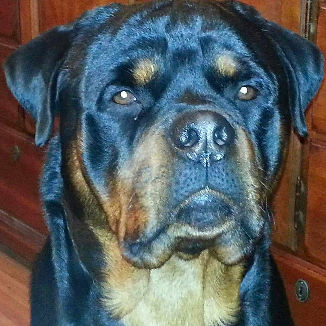 Maddog Vom Malone joined the competition — help win amazing prizes! alert, animal, black, brown, canine, close_up, companion, dog, domestic, ears, face, floor, fur, indoor, mammal, pet, portrait, rottweiler, snout, wooden_furniture