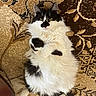 animal, black_and_white, carpet, cat, cute, ears, eyes, fluffy, fur, indoors, longhaired, patterned_background, paws, pet, portrait, relaxed, rug, sitting, tuxedo_cat, whiskers