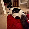 Jack is registered to the contest to win money with this photo: animal, bicolor, black_and_white, cat, clock, cushion, feline, floor, fluffy, furniture, hallway, home, indoor, longhaired, lounging, lying_down, pet, portrait, red, whiskers