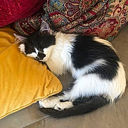 Jack joined the competition — help win amazing prizes! animal, black_and_white, cat, cozy, curled_up, cushion, fluffy, furniture, golden, home, indoor, long_hair, patterned_fabric, pet, photography, pillow, relaxed, resting, sleeping, sofa