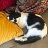 animal, black_and_white, cat, cozy, curled_up, cushion, fluffy, furniture, golden, home, indoor, long_hair, patterned_fabric, pet, photography, pillow, relaxed, resting, sleeping, sofa