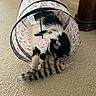 Jack is registered to the contest to win money with this photo: animal, black_and_white, carpet, cat, cat_toy, cozy, curled_up, fabric_tunnel, feather_toy, feline, fluffy, home, indoor, patterned_fabric, pet, photography, pink_ball, playful, relaxed, sleeping