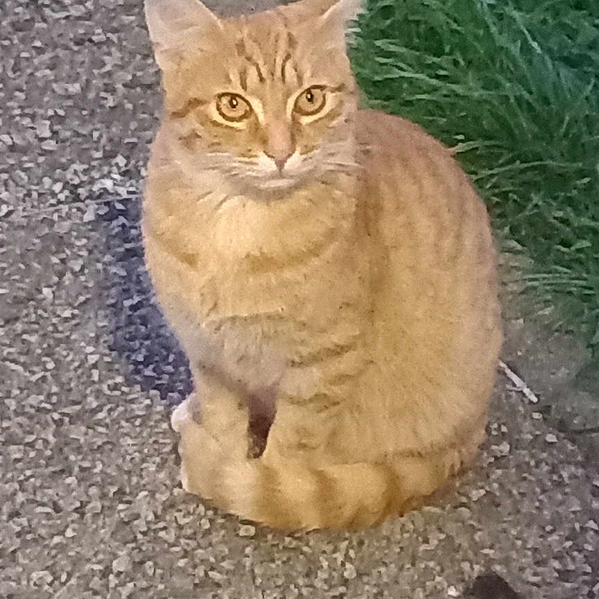 Nonocha a rejoint le concours — aidez-le/la à gagner de superbes lots ! alert, animal, cat, cute, daylight, domestic_cat, ears, feline, fur, grass, gravel, mammal, nature, orange_tabby, outdoor, pet, sitting, small_animal, tail, whiskers