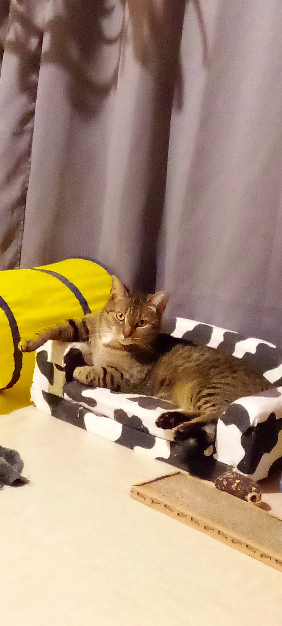 Bébé a rejoint le concours — aidez-le/la à gagner de superbes lots ! art, carnivore, cat, claw, comfort, domestic_short_haired_cat, fawn, felidae, fur, linens, small_to_medium_sized_cats, tail, whiskers, wood