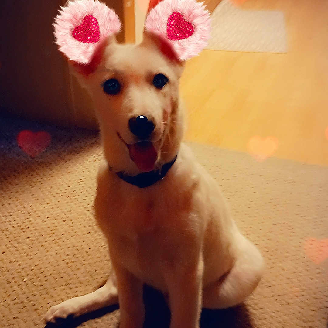 Future is registered to the contest to win money with this photo: animal, architecture, canine, dog, eskimodog, flower, flowerarrangement, goldenretriever, hardwood, hound, husky, ikebana, labradorretriever, pet, petal, plant, puppy, sphere, whitedog, wood