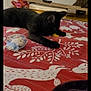 Spaz is registered to the contest to win money with this photo: black_cat, cat, bedspread, red, white, pattern, doll, toy, indoor, cardboard_box, door, furniture, pet, animal, playing, relaxing, floor, home, cozy, laying_down