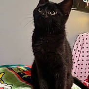 Spaz joined the competition — help win amazing prizes! black_cat, kitten, pet, animal, indoor, blanket, colorful, cute, fur, whiskers, ears, eyes, sitting, cozy, domestic_animal, feline, young_cat, curious, soft_texture, portrait