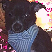 Blaze is registered to the contest to win money with this photo: dog, black_dog, bow_tie, harness, pet, indoor, hearts, cute, animal, portrait, close_up, love, adorable, canine, furniture, background, pink_hearts, striped, accessory, small_dog