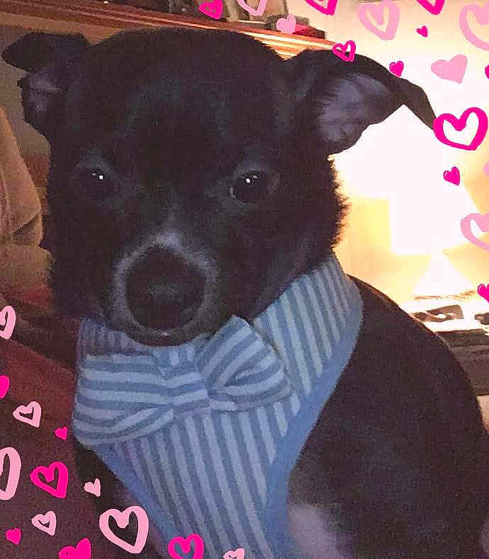 Blaze is registered to the contest to win money with this photo: dog, black_dog, bow_tie, harness, pet, indoor, hearts, cute, animal, portrait, close_up, love, adorable, canine, furniture, background, pink_hearts, striped, accessory, small_dog