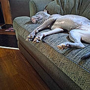 Luna Blu is registered to the contest to win money with this photo: animal, comfort, couch, cozy, dog, domestic, furniture, home, indoor, living_room, mammal, nap, paw, pet, relaxed, resting, sleeping, stretching, wood_floor, wood_paneling