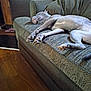 animal, comfort, couch, cozy, dog, domestic, furniture, home, indoor, living_room, mammal, nap, paw, pet, relaxed, resting, sleeping, stretching, wood_floor, wood_paneling