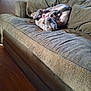 animal, canine, comfortable, couch, cozy, dog, funny_pose, fur, green_couch, home, indoor, living_room, mouth_open, pet, playful, relaxed, resting, texture, upside_down, wooden_floor