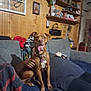 dog, brown_dog, couch, living_room, wood_paneling, person, hand, smiling_dog, tongue_out, sitting, shelf, decor, balloons, framed_picture, blanket, toy, indoor, cozy, pet, home