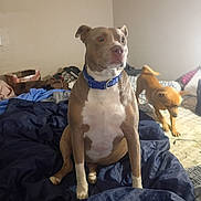 Renee Collins is registered to the contest to win money with this photo: alert, animal, bed, blanket, blue_collar, brown_dog, canine, companion, dog, domestic, fur, furniture, indoor, messy, pet, room, side_view, sitting, small_dog, walking