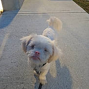 Wero joined the competition — help win amazing prizes! dog, small_dog, white_dog, fluffy, leash, sidewalk, outdoor, daylight, shadow, pet, cute, puppy, walking, curious, canine, animal, fur, collar, tongue, expression