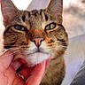 Mumble joined the competition — help win amazing prizes! cat, tabby, pet, animal, close_up, green_eyes, whiskers, hand, scratching, chin, fur, domestic_cat, content, portrait, indoor, soft_light, blurred_background, gentle, ring, feline