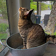 Mumble is registered to the contest to win money with this photo: animal, cat, cozy, curious, domestic, feline, garden, greenery, house, indoor, looking_up, metal_bucket, natural_light, pet, screen, striped_fur, tabby_cat, tail, tree, window