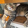 Mumble joined the competition — help win amazing prizes! cat, tabby, pet, feline, green_eyes, paw, whiskers, wooden_surface, sunlight, indoor, relaxed, stretching, close_up, fur, animal, cute, domestic, resting, portrait, curious