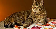 Mumble joined the competition — help win amazing prizes! cat, tabby_cat, blanket, autumn_leaves, indoor, cozy, feline, resting, reflection, window, brown_wall, patterned_blanket, animal, pet, relaxed, fur, whiskers, green_eyes, home, comfort