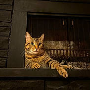 Mumble is registered to the contest to win money with this photo: cat, tabby, fireplace, stone, indoor, animal, pet, feline, relaxed, curious, striped_fur, mammal, resting, cozy, warm_lighting, paw, whiskers, wide_eyes, quiet, house