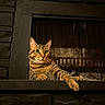 Mumble is registered to the contest to win money with this photo: animal, cat, cozy, curious, feline, fireplace, house, indoor, mammal, paw, pet, quiet, relaxed, resting, stone, striped_fur, tabby, warm_lighting, whiskers, wide_eyes
