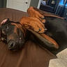 dog, doberman, lying_down, brown_bed, indoor, pet, relaxed, paws, curled_up, canine, fur, black_and_tan, cozy, bedroom, mirror, door, furniture, animal, cute, napping