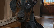 Freya joined the competition — help win amazing prizes! doberman, dog, pet, indoor, living_room, curious, black_fur, brown_fur, canine, animal, floor, window, curtains, door, furniture, home, portrait, domestic, resting, alert