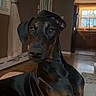 doberman, dog, pet, indoor, living_room, curious, black_fur, brown_fur, canine, animal, floor, window, curtains, door, furniture, home, portrait, domestic, resting, alert