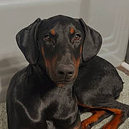 Freya is registered to the contest to win money with this photo: dog, doberman, bathroom, bathtub, rug, pet, animal, black_fur, tan_fur, indoor, relaxed, lying_down, canine, ears, eyes, nose, paw, floor, domestic_animal, portrait