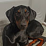 dog, doberman, bathroom, bathtub, rug, pet, animal, black_fur, tan_fur, indoor, relaxed, lying_down, canine, ears, eyes, nose, paw, floor, domestic_animal, portrait