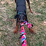 dog, doberman, playing, toy, rope_toy, grass, outdoor, pet, animal, canine, playful, tug_of_war, collar, black_and_brown, ears, tail, grass_yard, daylight, active, fun