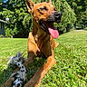 Maisie is registered to the contest to win money with this photo: dog, grass, rope_toy, sunny_day, outdoor, greenery, trees, tongue_out, happy, pet, canine, playful, nature, summer, animal, close_up, chewed_toy, sunlight, relaxed, park