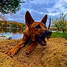 Maisie is registered to the contest to win money with this photo: dog, sand, beach, lake, boat, trees, autumn, leaves, sky, clouds, water, nature, playful, outdoor, animal, canine, ears, snout, grass, flag