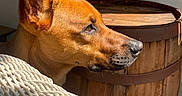 Maisie joined the competition — help win amazing prizes! dog, pet, indoor, sunlight, window, ear, wooden_barrel, woven_chair, animal, portrait, side_view, brown_fur, looking_away, domestic, cozy, natural_light, close_up, furniture, peaceful, calm