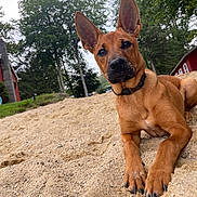 Maisie is registered to the contest to win money with this photo: dog, brown_dog, sand, outdoor, trees, red_cabin, grass, collar, animal, pet, ears, snout, nature, rural, relaxing, canine, summer, daytime, playful, resting