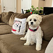 Bella is registered to the contest to win money with this photo: dog, couch, pillow, white_dog, living_room, plant, decor, photo_frame, brown_couch, pink_collar, pet, indoor, seated, cozy, furniture, curly_fur, domestic_animal, home_interior, soft_texture, relaxed