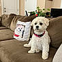 dog, couch, pillow, white_dog, living_room, plant, decor, photo_frame, brown_couch, pink_collar, pet, indoor, seated, cozy, furniture, curly_fur, domestic_animal, home_interior, soft_texture, relaxed